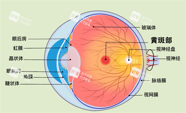黃斑病變打針多少錢？一針2000元起，需連續(xù)注射3-5次